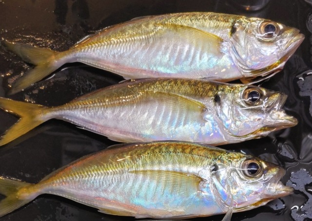 黒い台の上に並んだ、体が銀色に光る釣りたての新鮮なアジ3匹